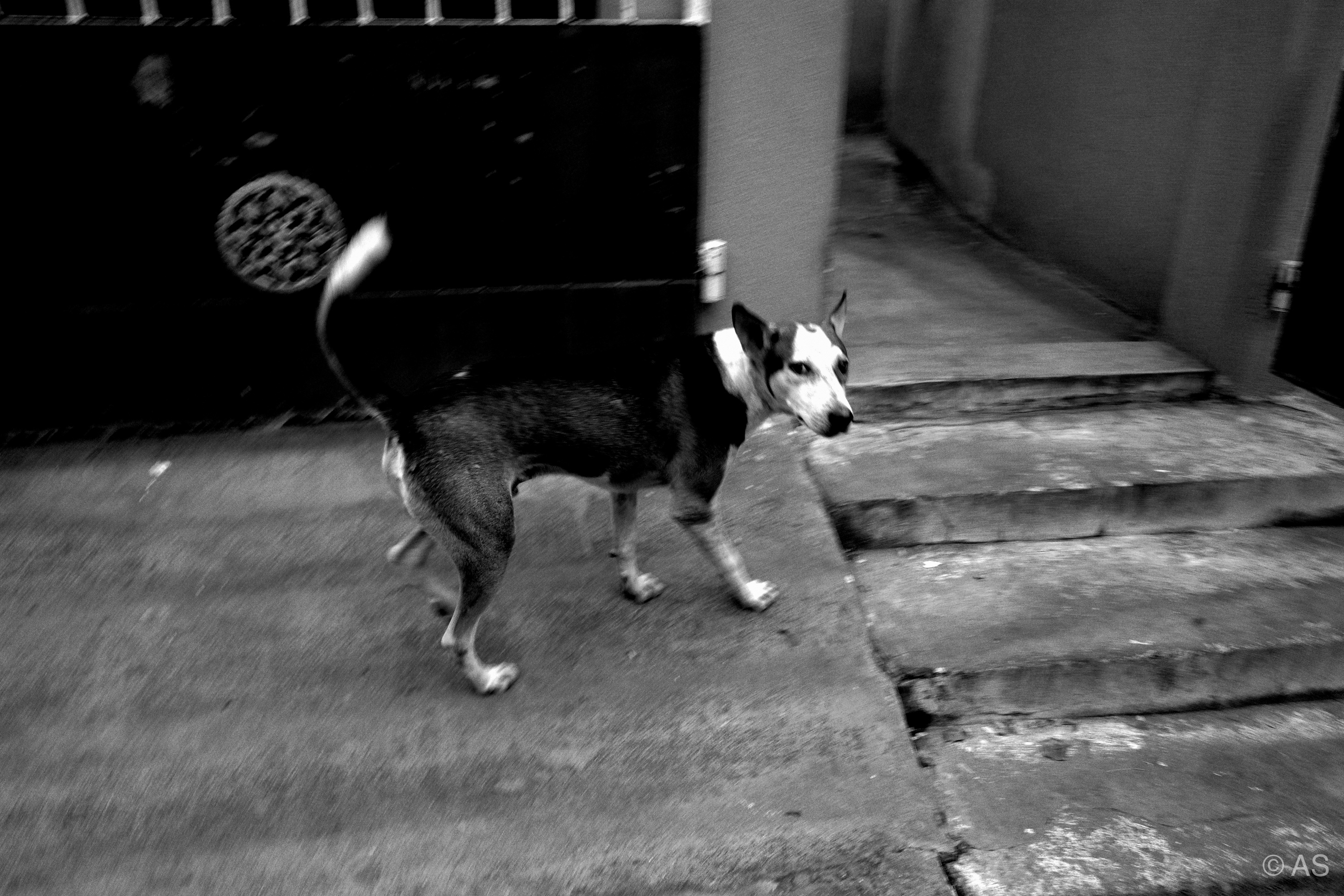 Dog trotting past stone steps at night outside a darkened doorway