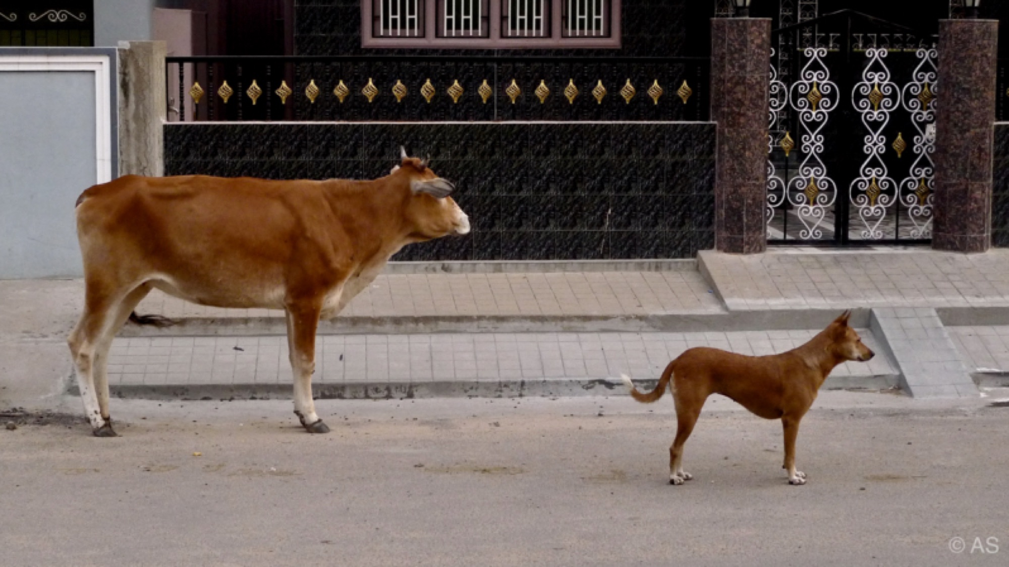 A cow and a street dog standing on an Indian road